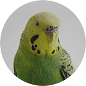 Animales pequeños