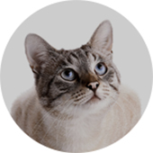 Gatos Americano