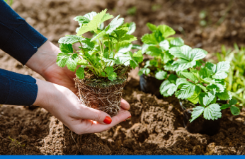 Cómo podar y trasplantar plantas? | Sodimac Perú