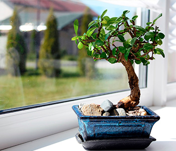 Qué herramientas necesito para modelar y cuidar mi bonsái?
