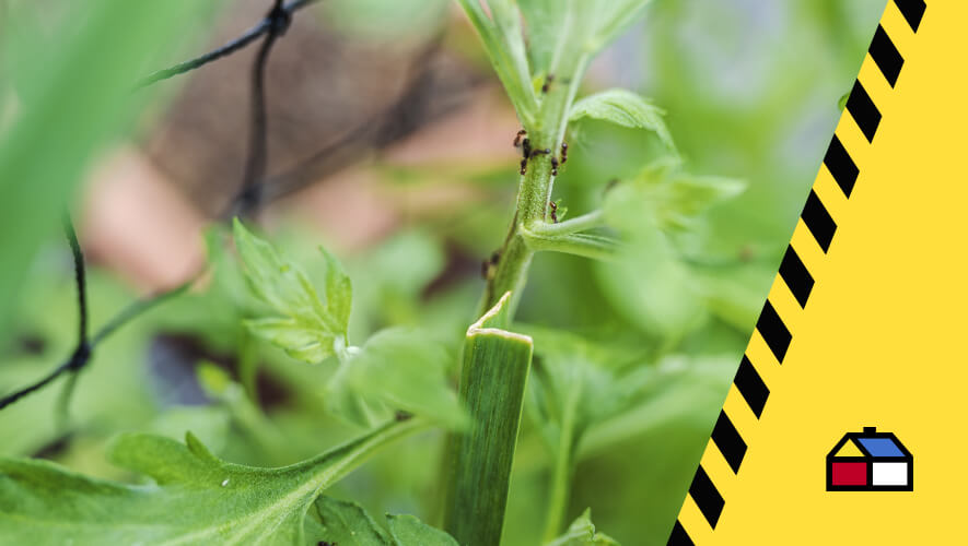 Le contamos todo sobre el control de plagas