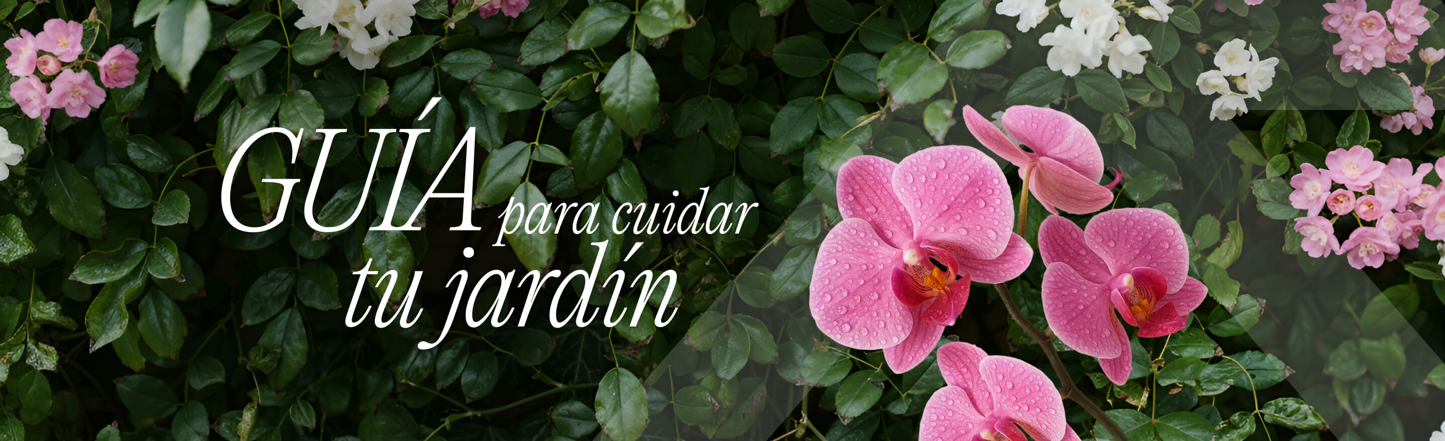 Primer plano de flores rosadas frente a hojas verdes, con texto de la guía sobre el cuidado del jardín
