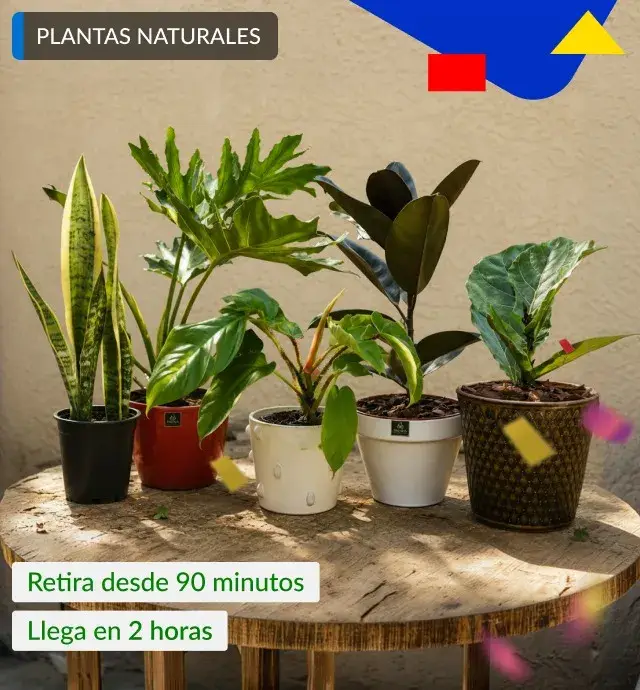 Plantas Naturales