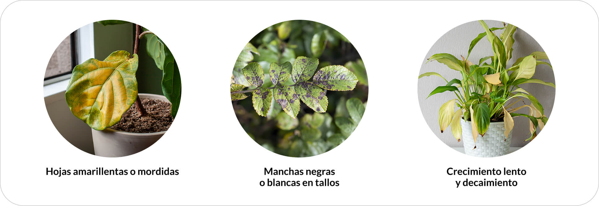 Tres imágenes de hojas con plagas visibles: insectos, manchas y hojas enrolladas