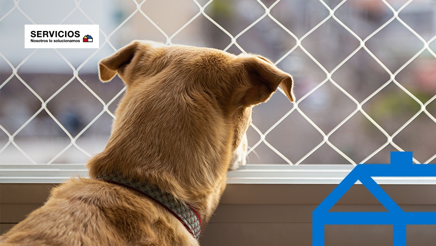 Perro mirando hacia afuera protegido gracias a la instalación de mallas de seguridad