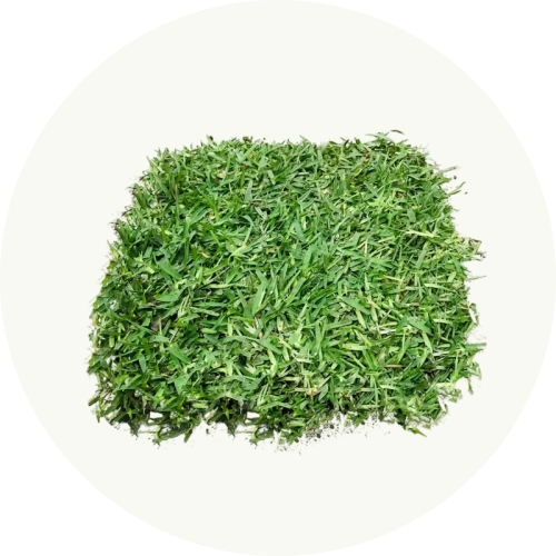 Grass natural