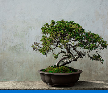 bonsai händler niederlande Kopu® Kunstpflanze Bonsai 65 cm – im schwarzen Topf – Bonsai-Baum – kopu