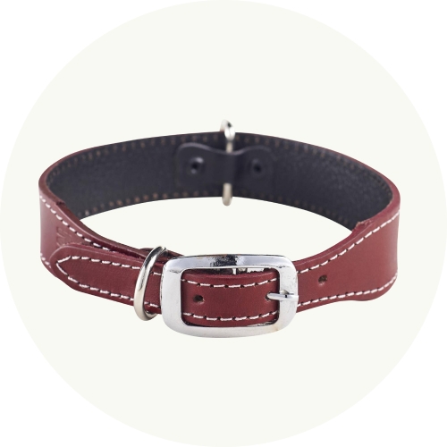 Correas, collares y arnés para perros