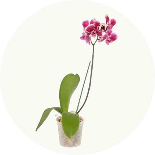 Plantas de interior