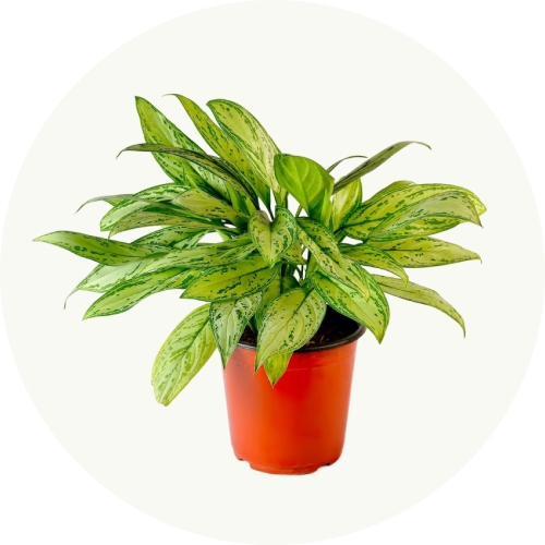 Plantas de exterior