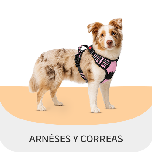 arnéses y correas